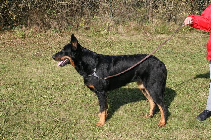 Birmane De Montclea (7)